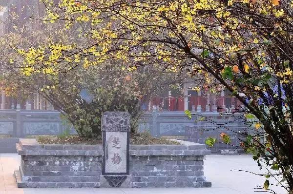 中国十大千年名树都有什么(我国十大名树古树排名)插图6