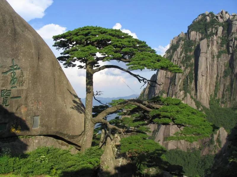 中国十大千年名树都有什么(我国十大名树古树排名)插图2
