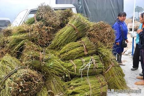 年轻人创业做什么赚钱(适合年轻人白手起家的冷门小生意)插图1