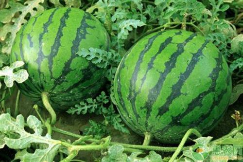 如何种植一亩地才能获得万元收入(亩收入可上万元的5个种植项目推荐)插图