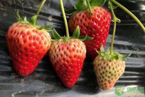 如何种植一亩地才能获得万元收入(亩收入可上万元的5个种植项目推荐)插图2