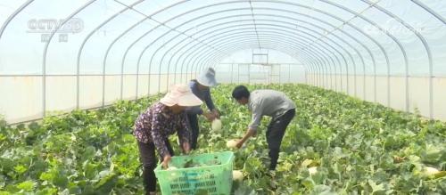 农村种植什么赚钱不愁销路(“订单式”种植确保农户不愁销路)插图
