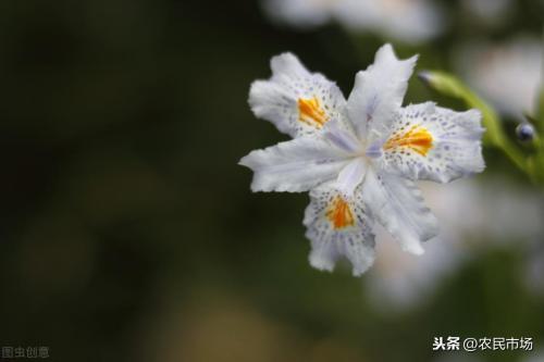 如何实施射干种植技术以获得高亩收益(射干的栽培技术高产不是问题)插图6