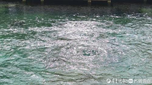 趵突泉水位涨9厘米(趵突泉水位一夜猛涨9厘米暂别48天后趵突腾空胜景再现)插图1
