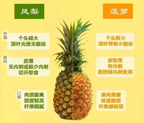 凤梨和菠萝的区别(凤梨和菠萝是一样的吗)插图2