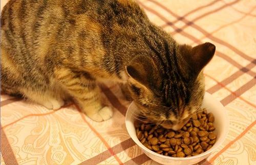 国产猫粮排名前十品牌(国产十大放心猫粮品牌排行榜v)插图