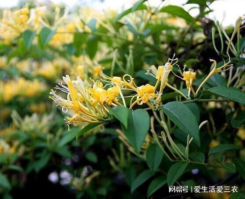 药材种植中哪种药材的利润最高(九种药材种植利润高值得推荐)插图9