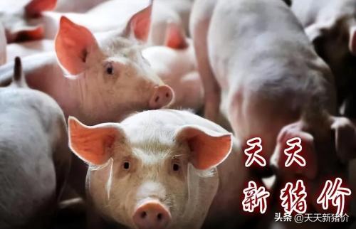 猪价有变！2023.8.11 全国各地生猪价格信息插图3