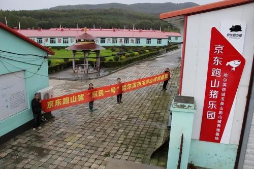 京东跑山猪咋样赚钱(一年内包销2亿元的京东跑山猪成功跑出圈)插图2