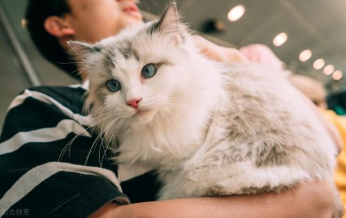 布偶猫价格多少钱一只(蓝猫多少钱一只)插图7