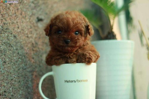 茶杯犬1元一只是真的吗(网上茶杯犬20元一只是真的吗)插图6