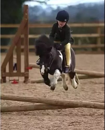 pony马是什么意思(pony品牌什么意思)插图1