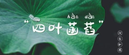 四叶菡萏是什么花(四叶菡萏是什么植物)插图2