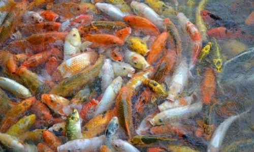 梦见鱼5种征兆要发财(梦见手抓鱼要发财了)插图3