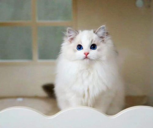 布偶猫价格多少钱一只(蓝猫多少钱一只)插图1
