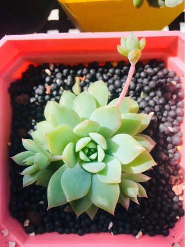 如何把多肉养的又大又肥(多肉如何养得又大又肥)插图4