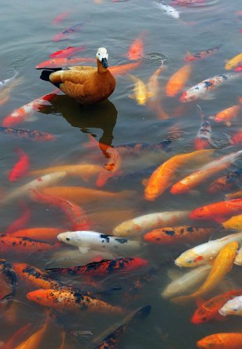 梦见鱼5种征兆要发财(梦见手抓鱼要发财了)插图4
