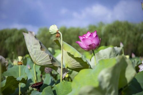 四叶菡萏是什么花(四叶菡萏是什么植物)插图8