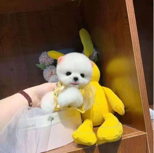 茶杯犬1元一只是真的吗(网上茶杯犬20元一只是真的吗)插图11