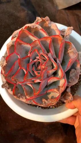 如何把多肉养的又大又肥(多肉如何养得又大又肥)插图1