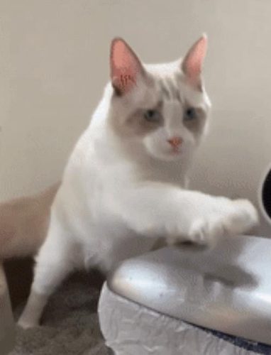 布偶猫价格多少钱一只(蓝猫多少钱一只)插图10