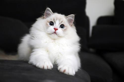 布偶猫价格多少钱一只(蓝猫多少钱一只)插图