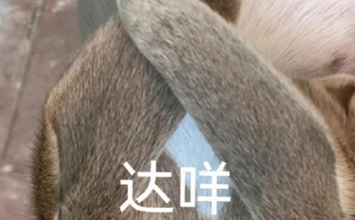 哒咩什么意思(哒咩是什么意思)插图2