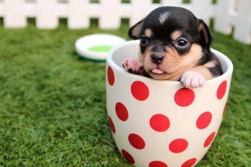 茶杯犬1元一只是真的吗(网上茶杯犬20元一只是真的吗)插图5