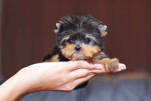 茶杯犬1元一只是真的吗(网上茶杯犬20元一只是真的吗)插图9