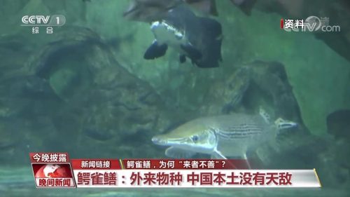 鳄雀鳝的智商有多高 (鳄雀鳝为何“来者不善”？)插图3