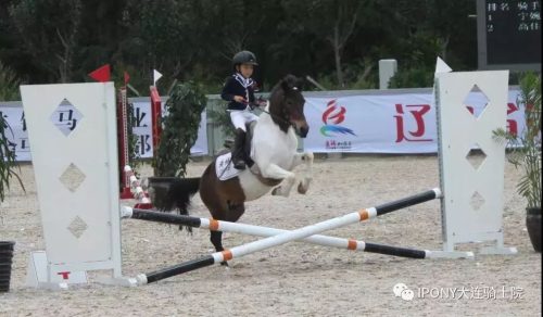 pony马是什么意思(pony品牌什么意思)插图
