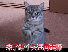 美短猫图片大全及价格(美短成年猫图片大全)插图11