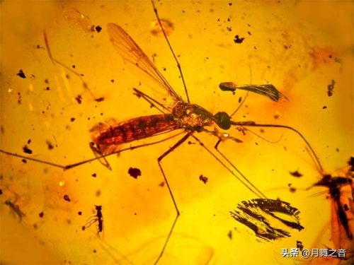蚊子是否发生了进化(蚊子是怎样进化成的)插图
