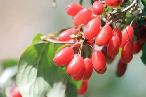 每逢佳节倍思亲全文解析(王维每逢佳节倍思亲解析)插图3