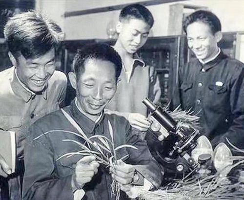 袁隆平的成就100字 (袁隆平的经历)插图4