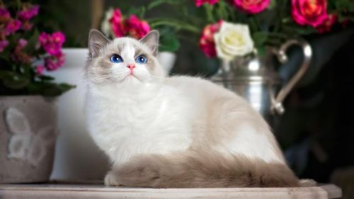 布偶猫价格多少钱一只(蓝猫多少钱一只)插图2