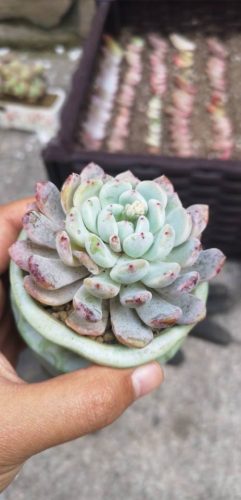 如何把多肉养的又大又肥(多肉如何养得又大又肥)插图2