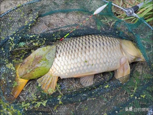 鲤鱼最爱吃的10种食物(鲤鱼最爱吃的几种食物)插图