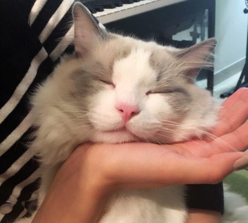 布偶猫价格多少钱一只(蓝猫多少钱一只)插图5