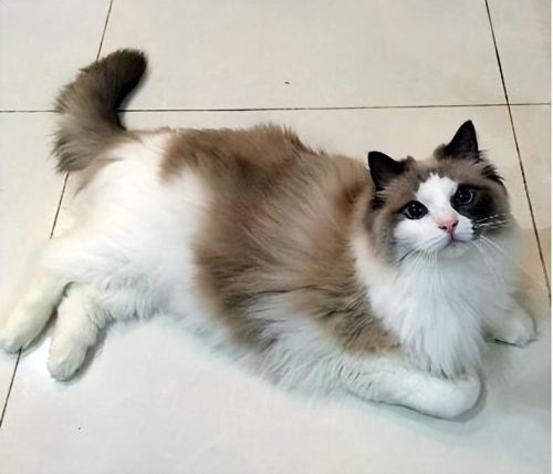 布偶猫价格多少钱一只(蓝猫多少钱一只)插图6