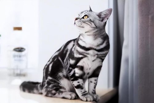 美短猫图片大全及价格(美短成年猫图片大全)插图7