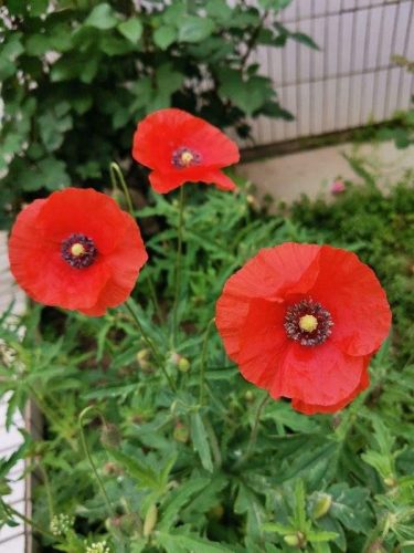 民间流传十大不吉利花是哪些(十大不吉利花干枝梅)插图8