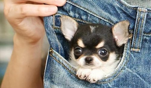 茶杯犬1元一只是真的吗(网上茶杯犬20元一只是真的吗)插图8
