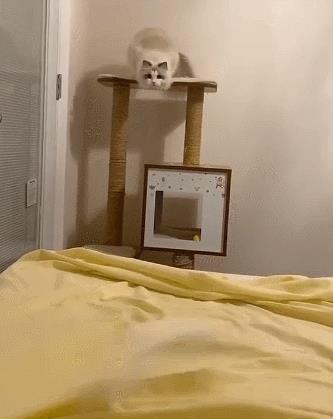 布偶猫价格多少钱一只(蓝猫多少钱一只)插图11