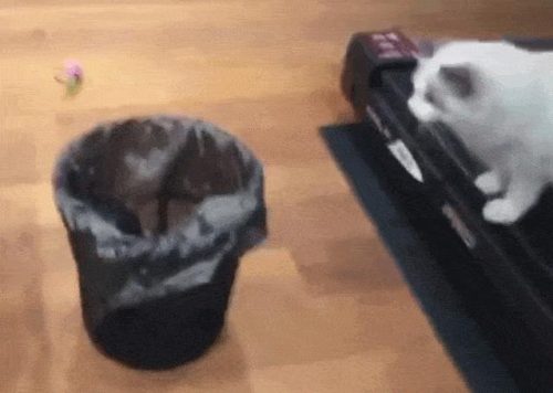 布偶猫价格多少钱一只(蓝猫多少钱一只)插图8