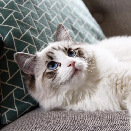 布偶猫价格多少钱一只(蓝猫多少钱一只)插图3