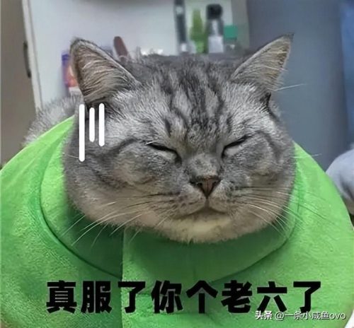服了你个老六是什么梗(老六是什么梗)插图1
