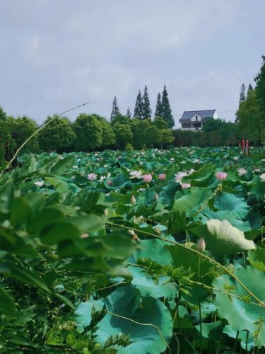 四叶菡萏是什么花(四叶菡萏是什么植物)插图25