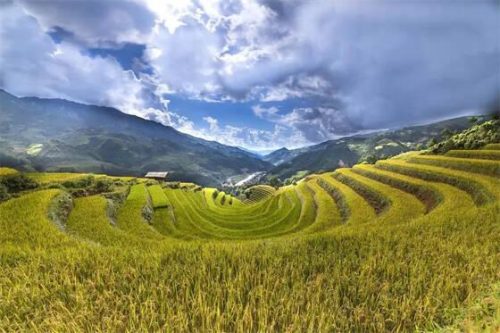 五谷杂粮是哪5种(五谷是哪五谷)插图