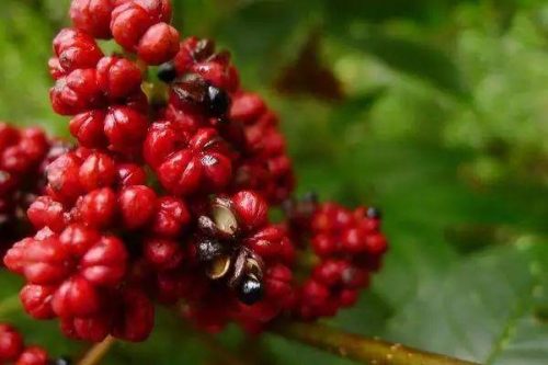 每逢佳节倍思亲全文解析(王维每逢佳节倍思亲解析)插图2